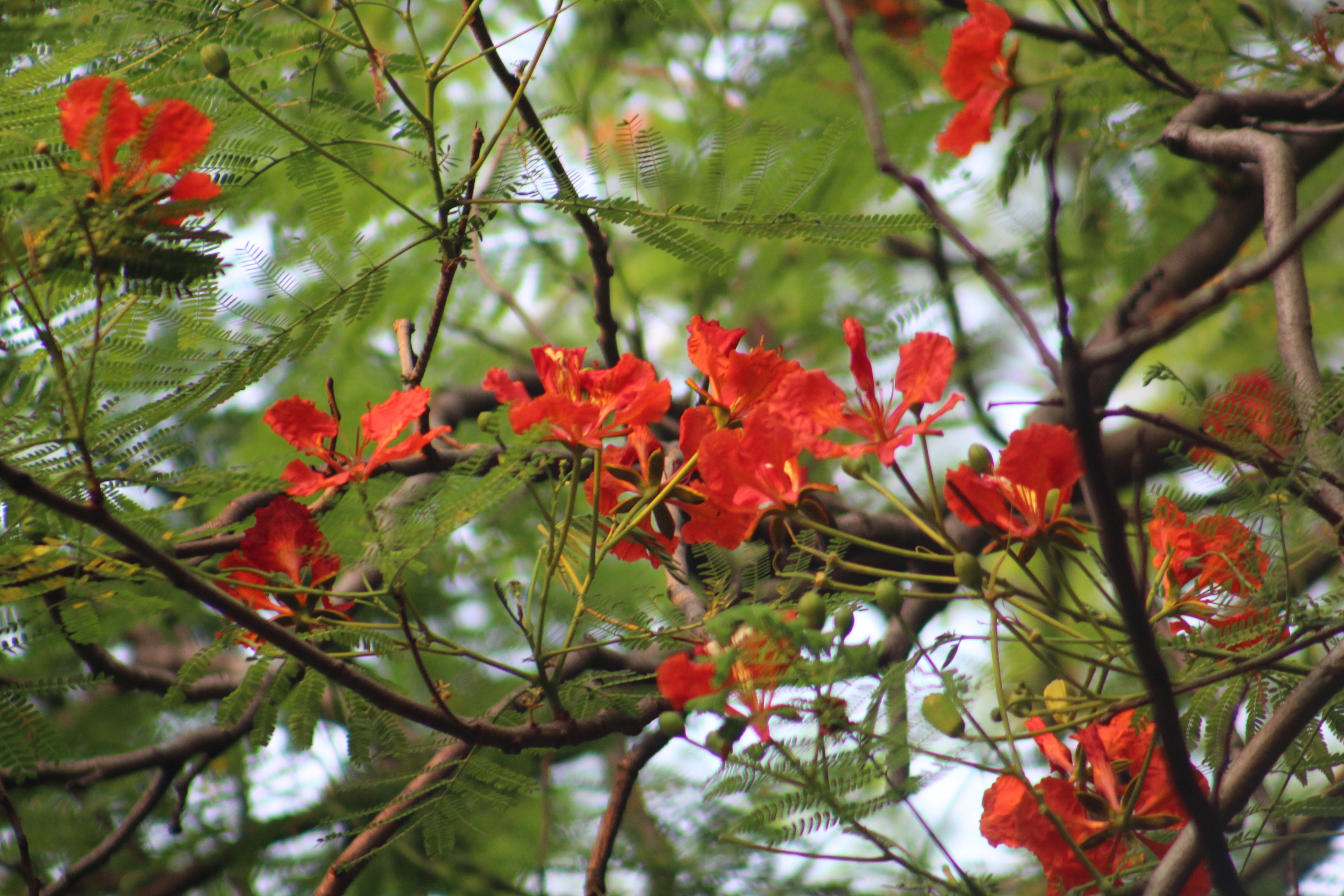 কৃষ্ণচূড়ার রাঙা সৌন্দর্যে সেজেছে প্রকৃতি