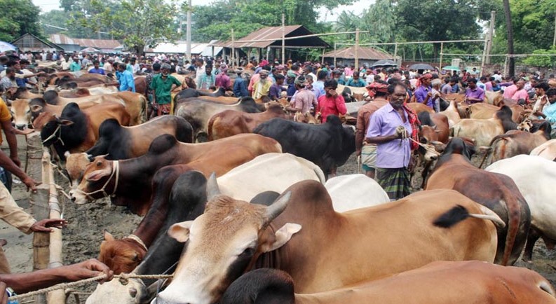 ঈদুল আজহা সামনে রেখে রাজধানীর পশুর হাটে আগাম প্রস্তুতি