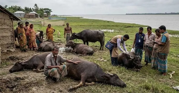 বাউফলে খাবারে বিষক্রিয়ায় ৩০ মহিষ অসুস্থ, মৃত্যু ৩