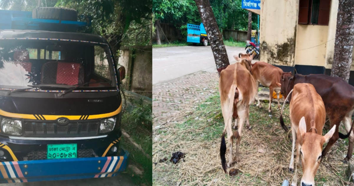 মির্জাগঞ্জে বিএনপি নেতার তিন গরু চুরি