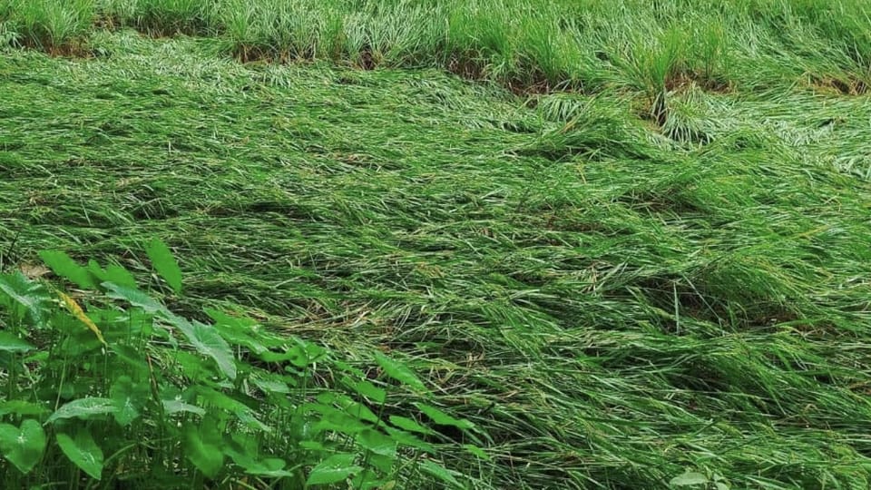 অসময়ের বৃষ্টিতে নীলফামারী জুড়ে ফসলের ব্যাপক ক্ষতির আশঙ্কা