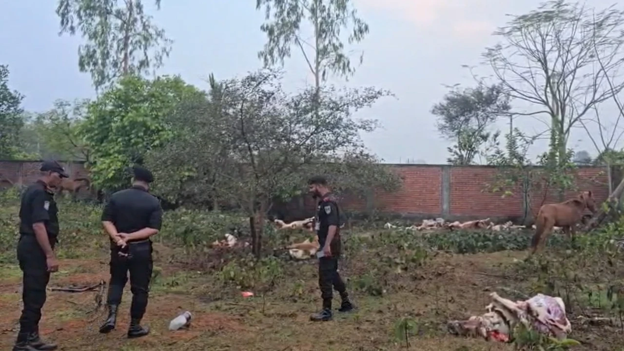 রূপগঞ্জে ঘোড়া জবাই করে গরুর মাংস বিক্রি, জীবিত ১১টি ঘোড়া উদ্ধার