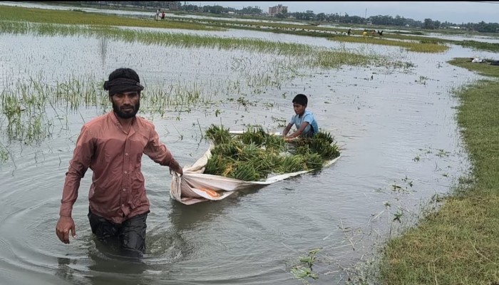 অপরিকল্পিত বাঁধের কারণে হাওরের পানি নিষ্কাশন হচ্ছে না: শিশির মনির