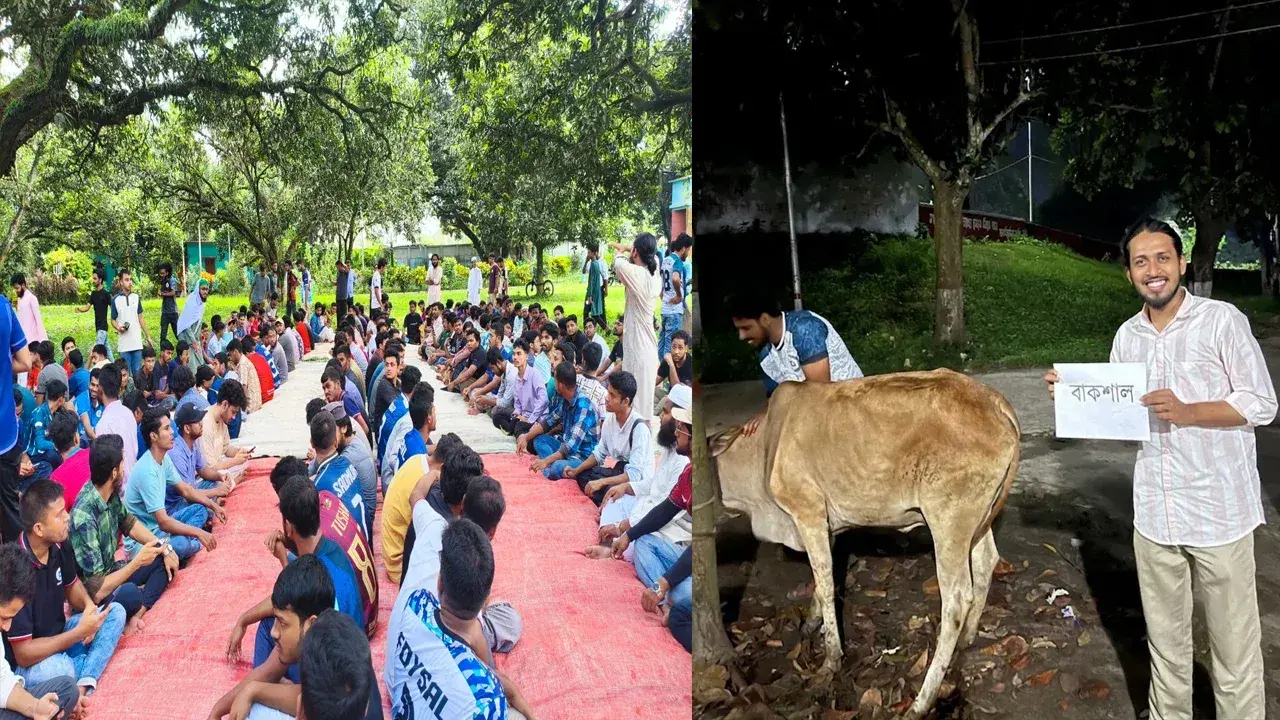 ‘বাকশাল’ নামের গরু জবাই করে রাবিতে জুলাই জিয়াফত