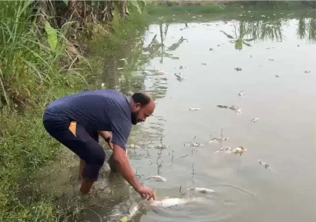 চাঁদা না পেয়ে মাছের খামারে বিষ, ৫০ কাঁদি কলা কেটে নিলেন বিএনপি নেতা