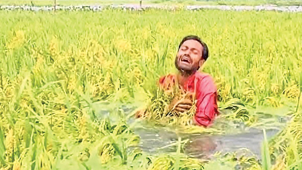 আকস্মিক বৃষ্টি ও ঢলে হাওরাঞ্চলে বোরো ধানের ব্যাপক ক্ষতি, দিশেহারা কৃষক