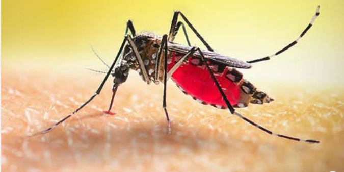 ডেঙ্গু: নতুন করে হাসপাতালে আরও ১৫৮ জন