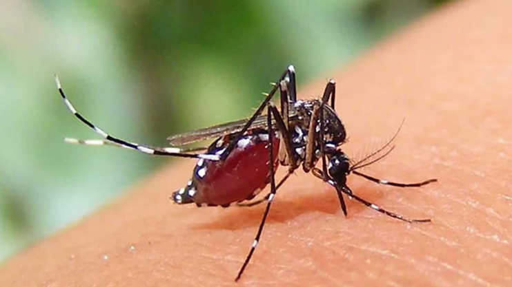 ২৪ ঘণ্টায় ডেঙ্গুতে ২ যুবকের মৃত্যু, হাসপাতালে ভর্তি ৫৭৩