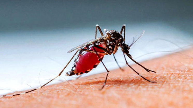 ডেঙ্গুতে বেশিরভাগ মৃত্যুর কারণ 'শক সিনড্রোম'