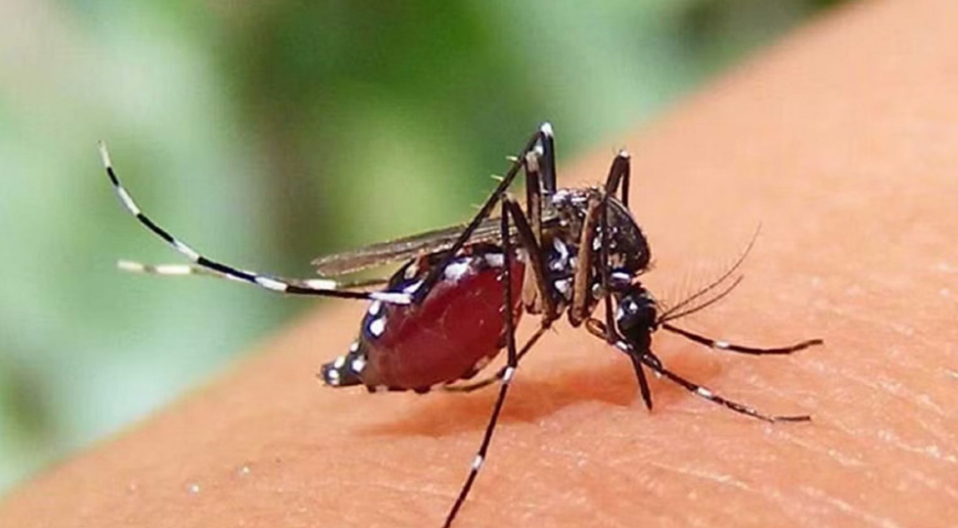 ডেঙ্গু পরিস্থিতি: ২৪ ঘণ্টায় মৃত্যু ১, হাসপাতালে ভর্তি ৩৭৪ জন