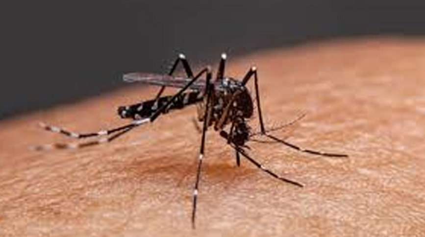 ডেঙ্গু পরিস্থিতি: ২৪ ঘণ্টায় ৩ জনের মৃত্যু, হাসপাতালে ৭৮২ জন ভর্তি