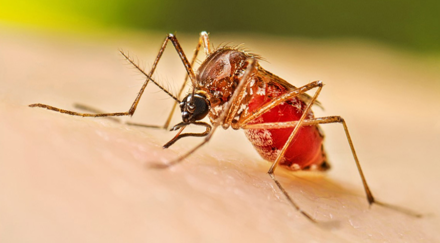 ডেঙ্গুতে মৃত্যু ২, হাসপাতালে ভর্তি ৭১৫ জন: নতুন উদ্বেগ