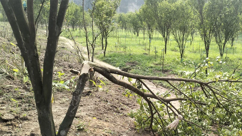 চাঁদা না দেওয়ায় গাছ কেটে ফেলার অভিযোগ, পরিবারের সদস্যদের মারধরের দাবি কমলগঞ্জে