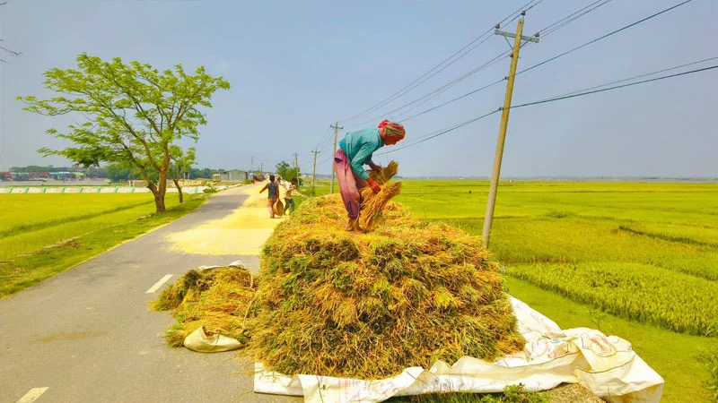 হাওরে জলাবদ্ধতায় ফসলহানি, সরকারি দামে হতাশ বোরো চাষিরা