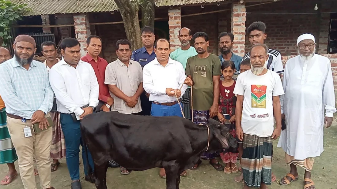 প্রতিমন্ত্রীর গাড়ীর ধাক্কায় নিহত ফিরোজার পরিবারকে গাভী প্রদান