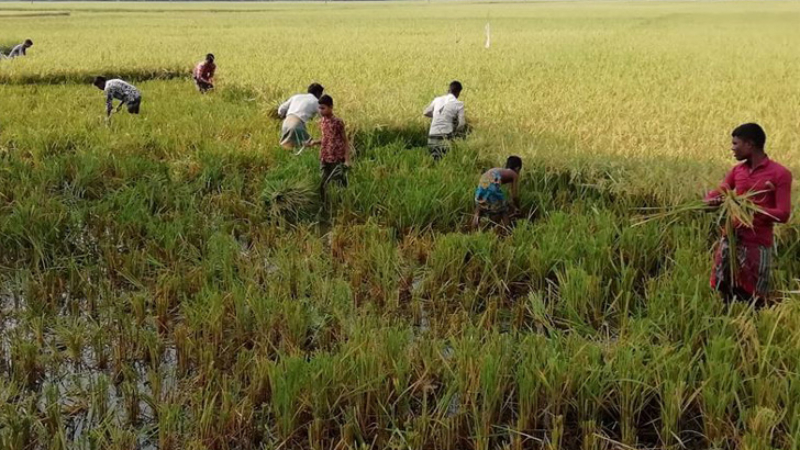 কটিয়াদীতে শ্রমিক সংকট ও অতিরিক্ত ভাড়ায় চাপে বোরো চাষি