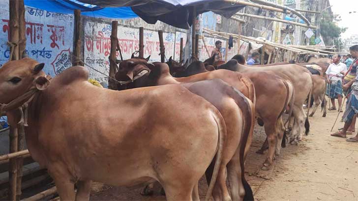 হাট এড়িয়ে খামারমুখী ক্রেতারা, জমে উঠেছে রাজধানীর কোরবানির গরুর বাজার