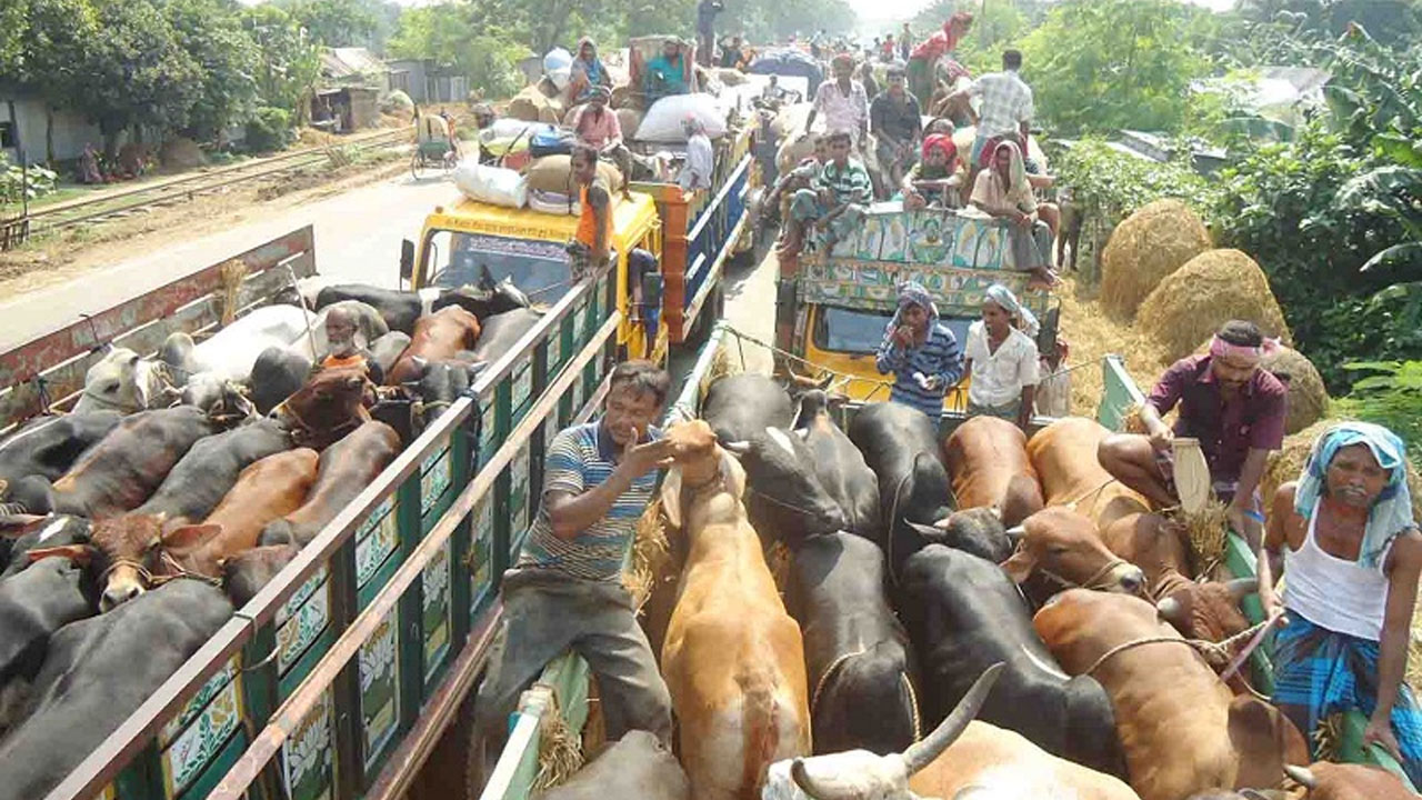 কোরবানির পশুবাহী ট্রাকে হাটের নাম-ঠিকানা প্রদর্শনের নির্দেশ