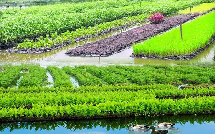 যুদ্ধবিধ্বস্ত গাজায় কৃষিতে ফিরছে আশার আলো