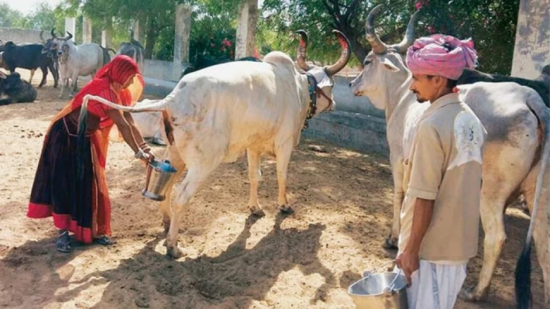 ভারতে সরকারি উদ্যোগে গোমূত্র সংগ্রহ, প্রতি লিটারে মিলবে ২০ রুপি