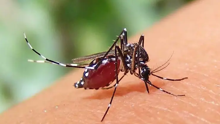 ২৪ ঘণ্টায় ডেঙ্গুতে ২ যুবকের মৃত্যু, হাসপাতালে ভর্তি ৫৭৩