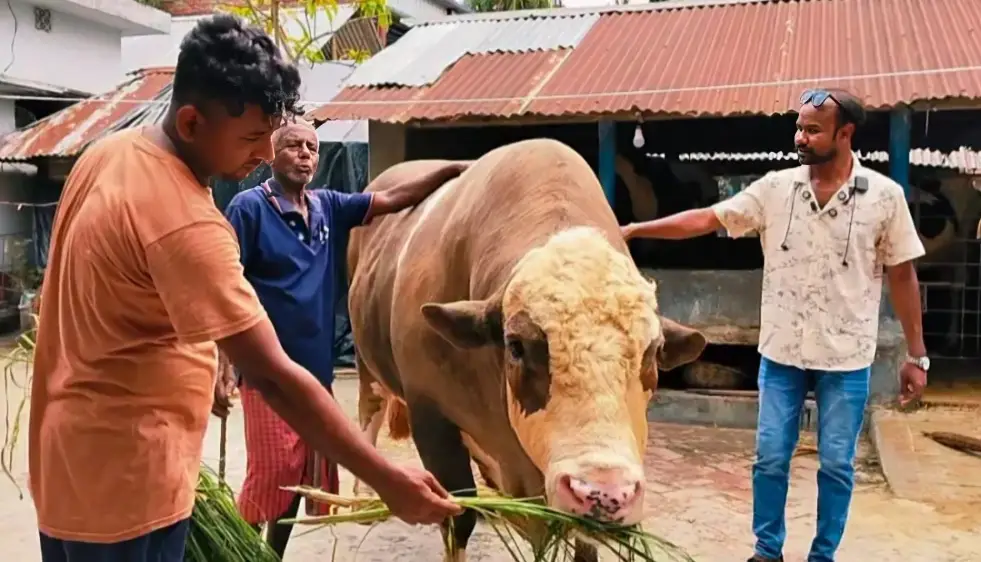 যশোরে আলোচনায় ৩৫ মণের ষাঁড় ‘নেইমার’