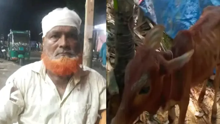 বিএনপি নেতার গোয়ালঘর থেকে চুরি হওয়া গরু উদ্ধার, দল থেকে শোকজ