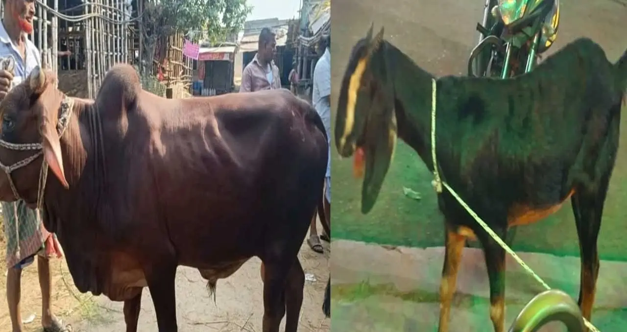 সম্প্রীতির বার্তা দিতে গরুর পাশাপাশি খাসিও কিনলেন জবি শিক্ষার্থীরা